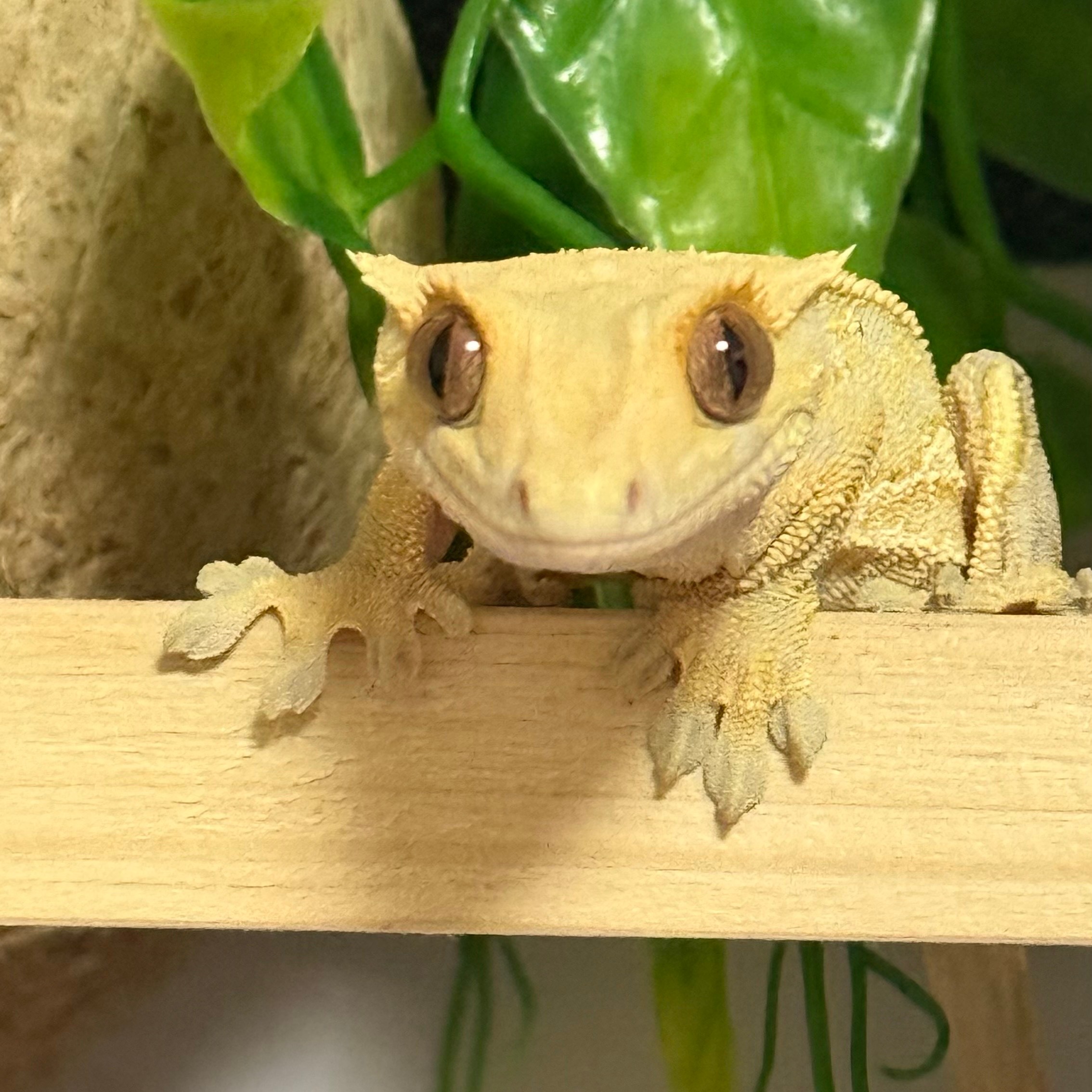 집들이엔 도마뱀이 빠질 수 없쥐 🦎👋