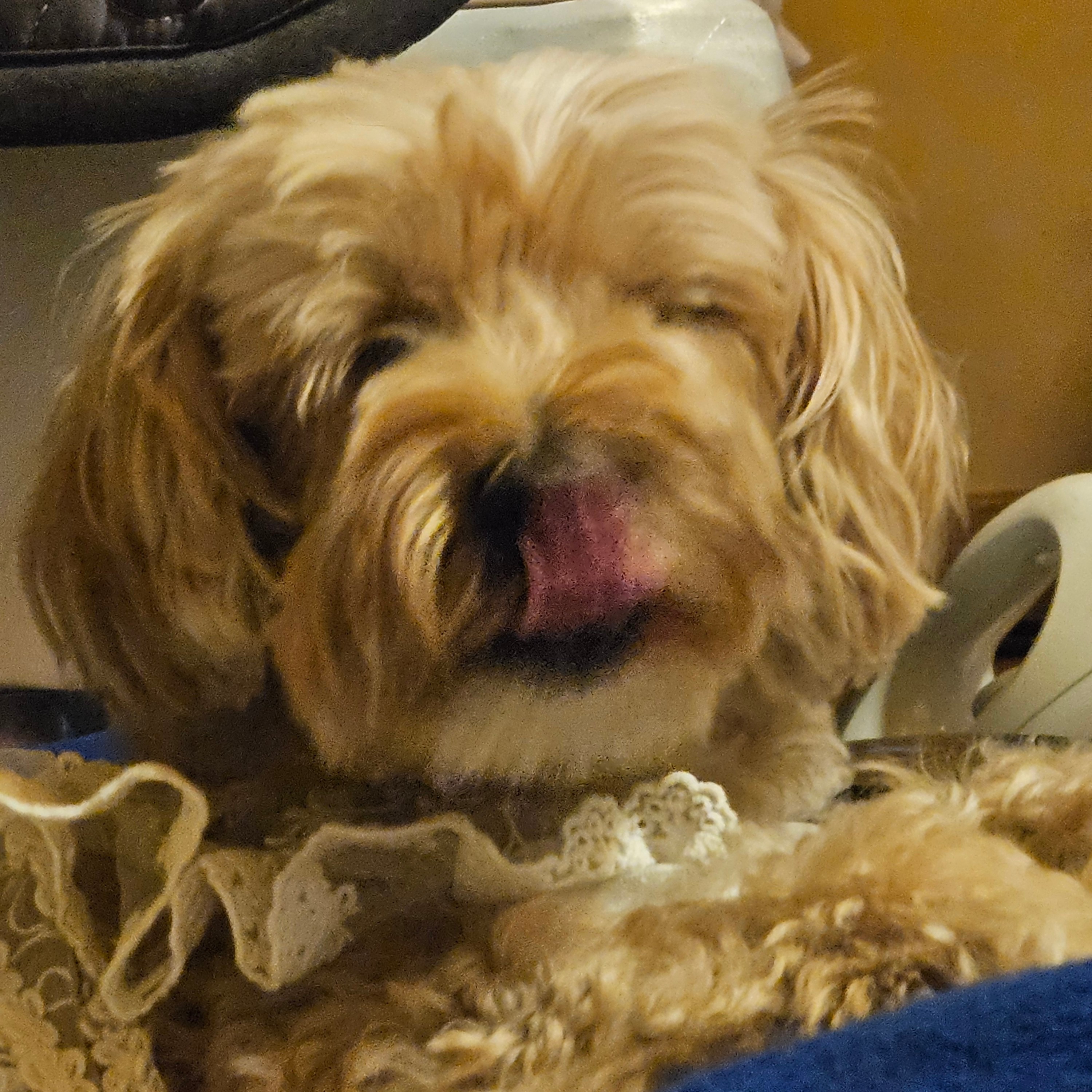 댕댕이도 집들이 왔오