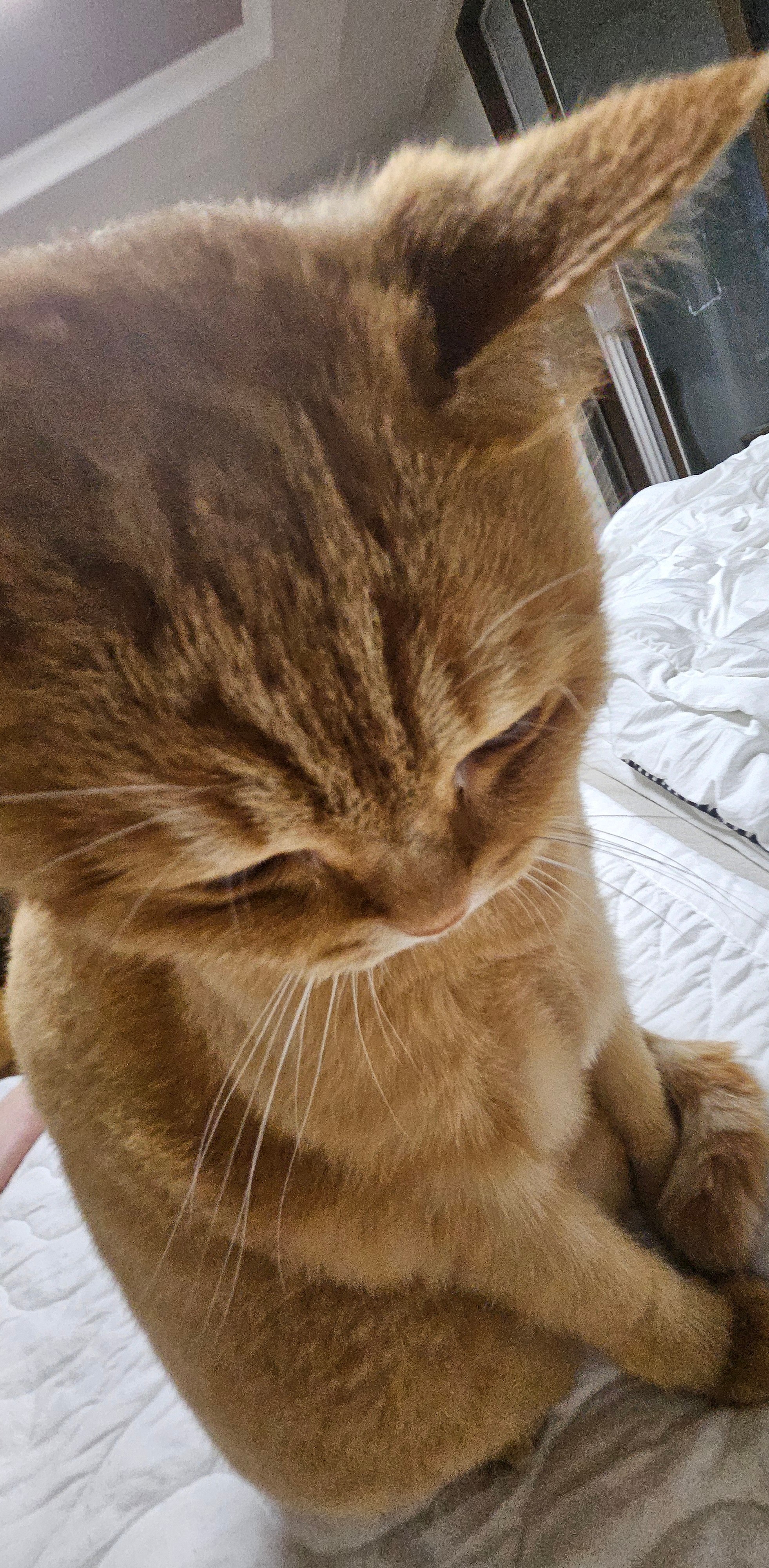 우리 겸둥이들💗