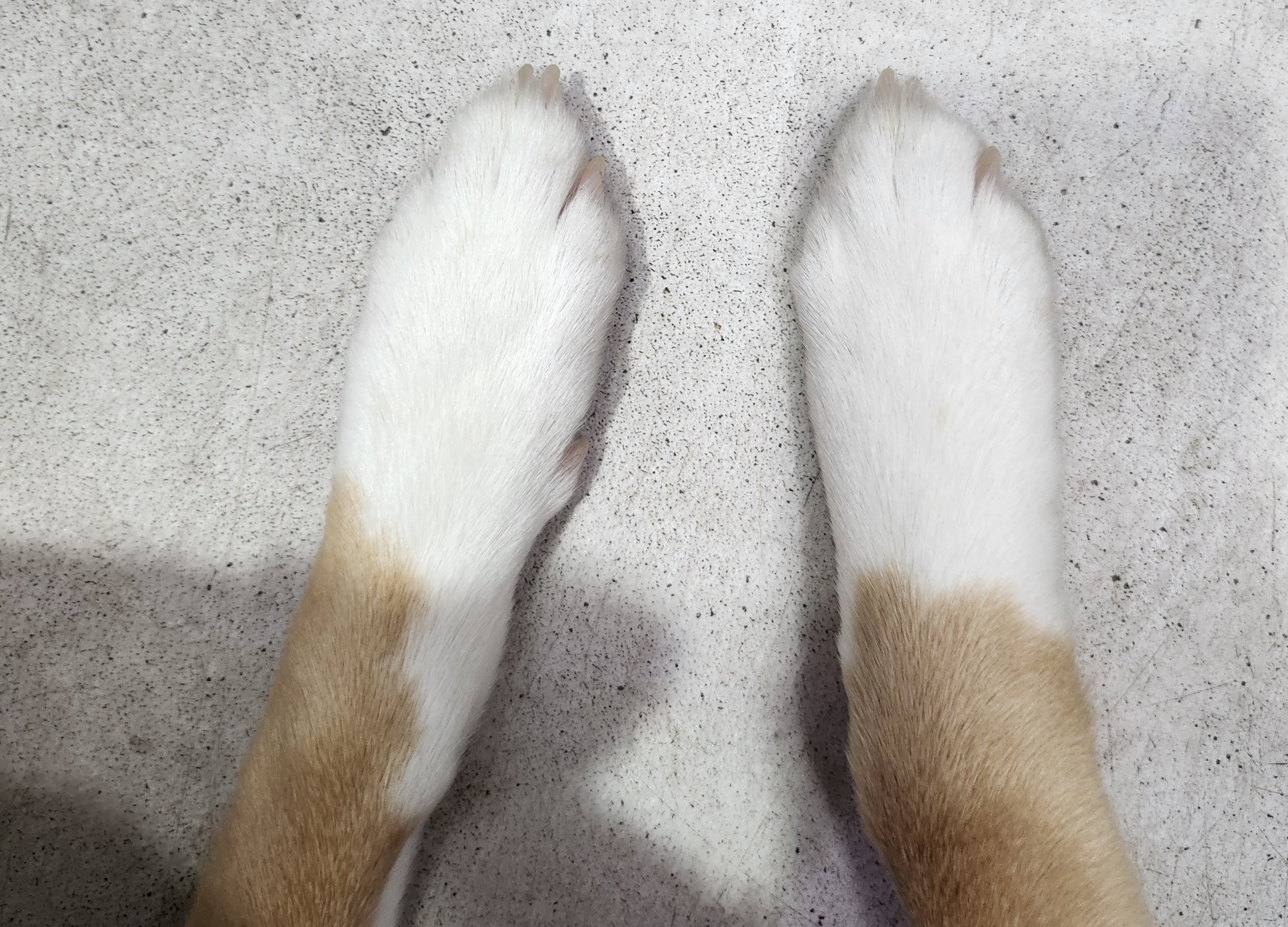 우리집 댕댕이 양말신었다