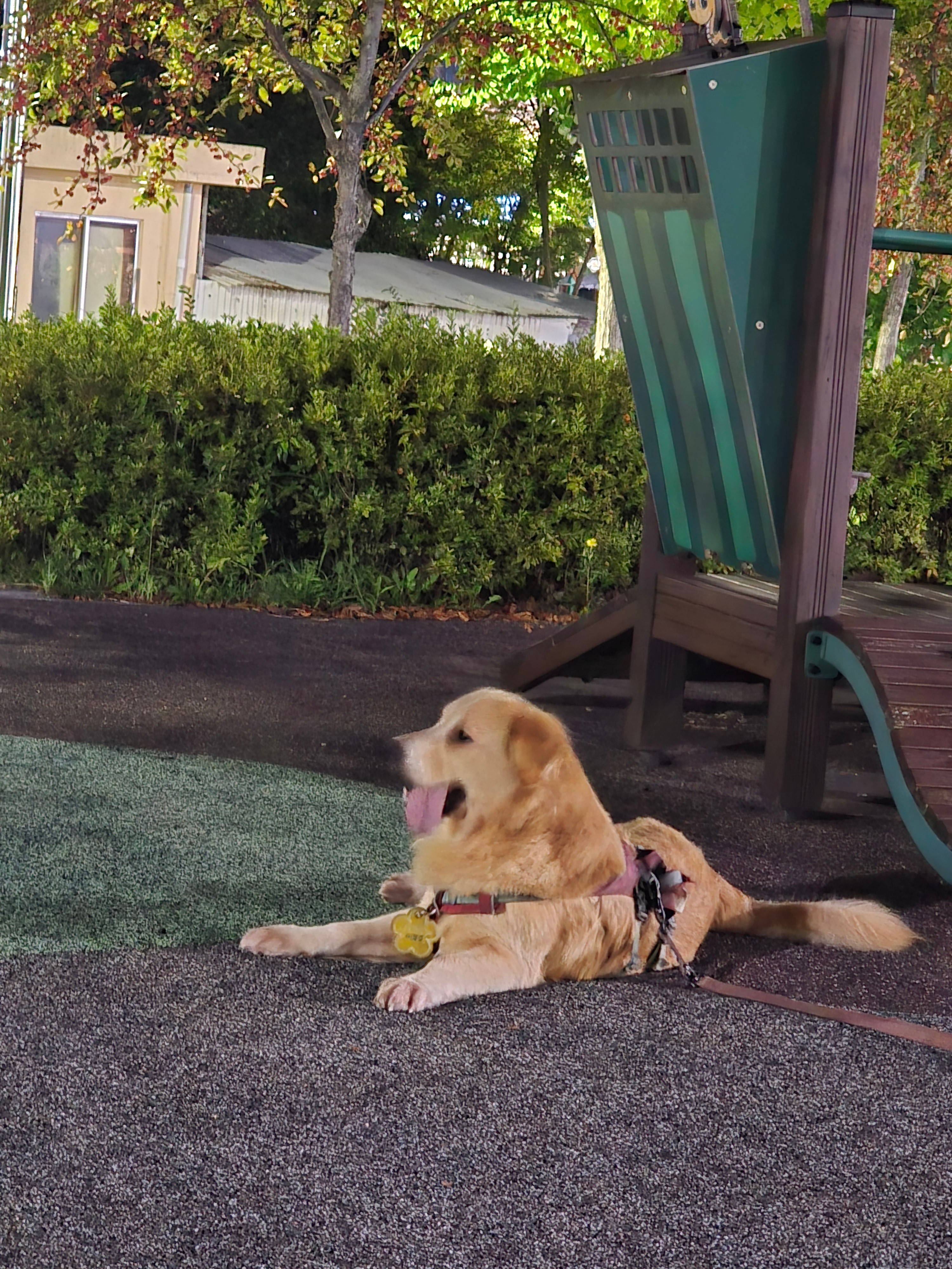 하루에 2번 산책 하는데  ㅋㅋㅋ