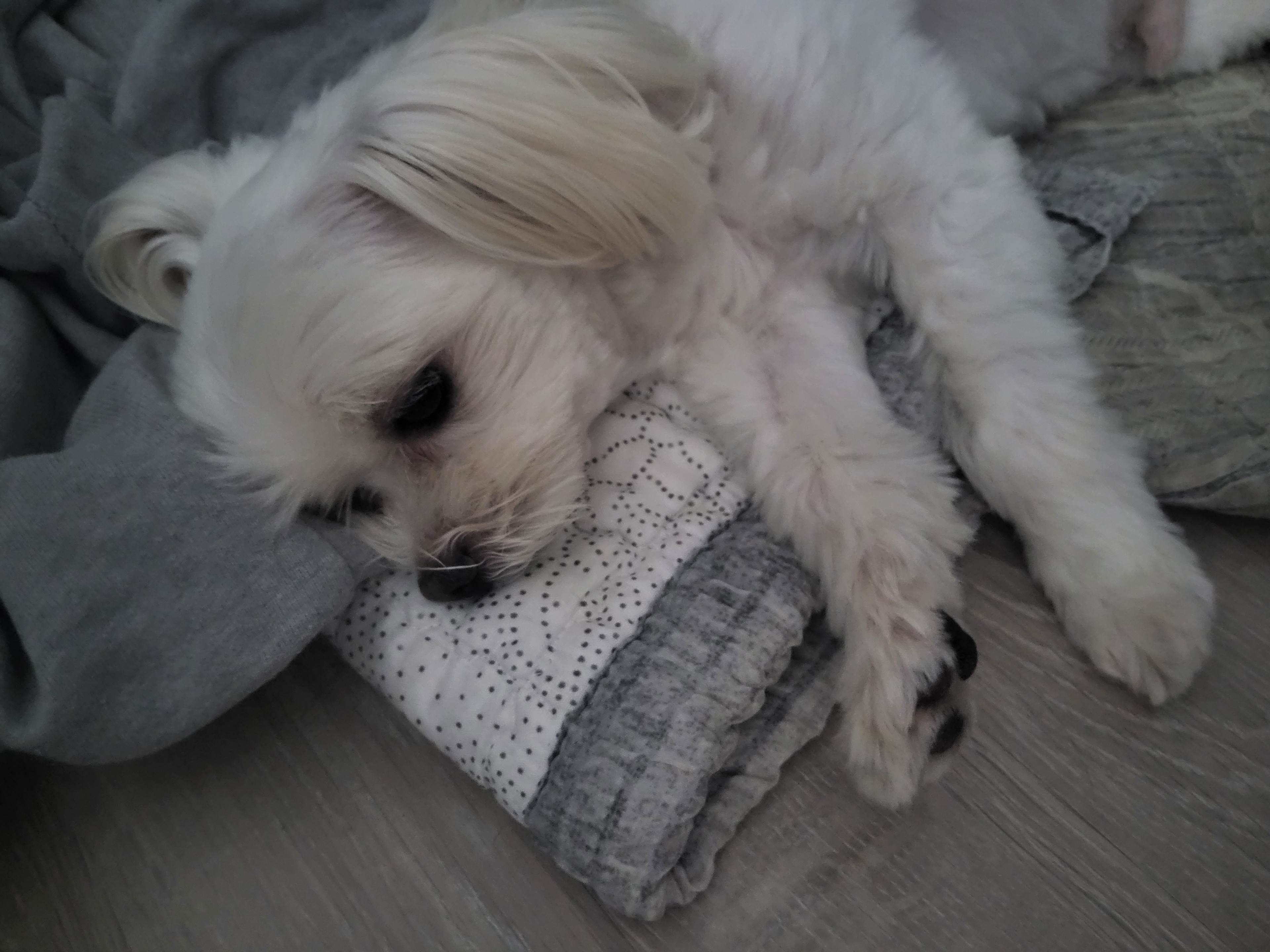 안녕하세용 💭솜이💭 에용