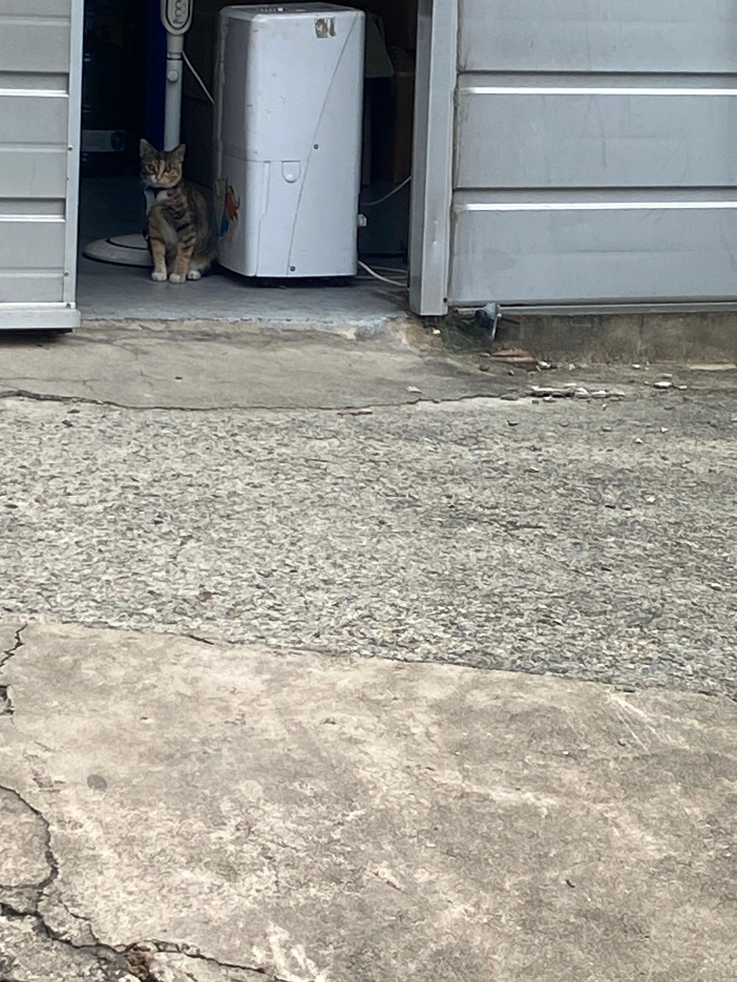 고양이는 왜 이렇게 귀여운걸까 ..