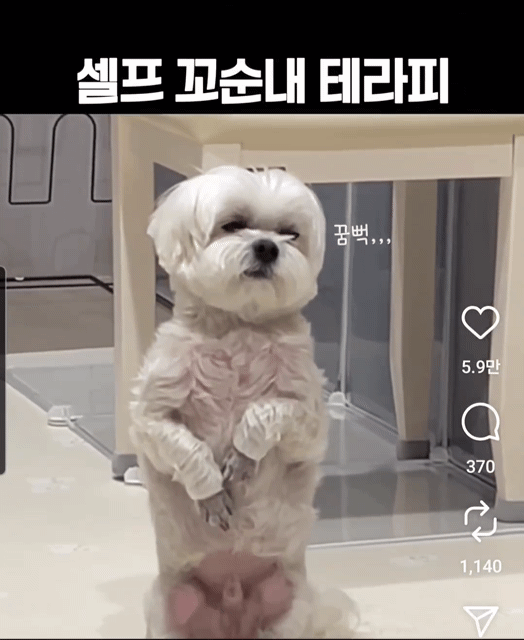 댕댕이도 못 참는 꼬순내 테라피