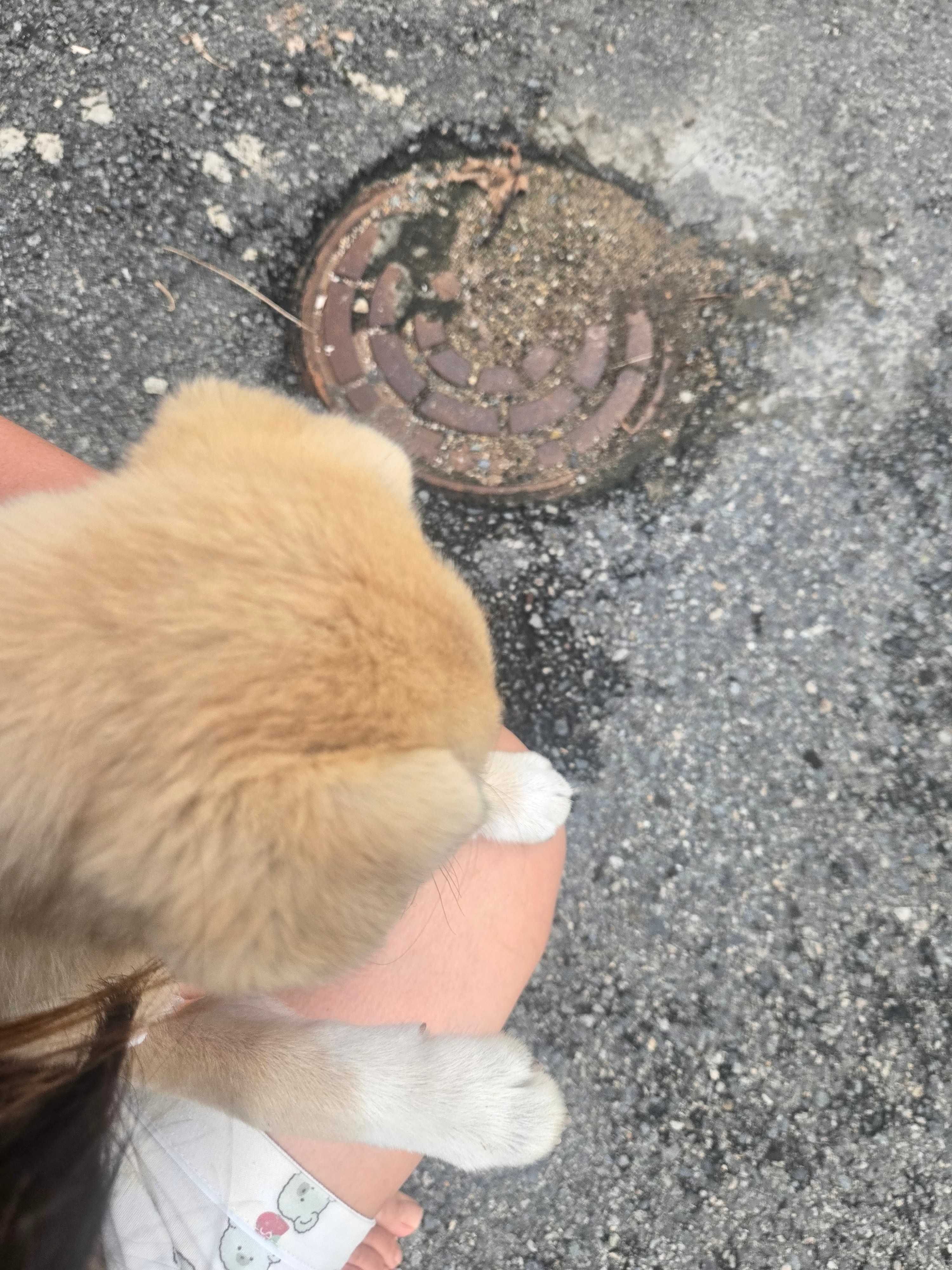 새끼 댕댕이가 못 지나가게 해서