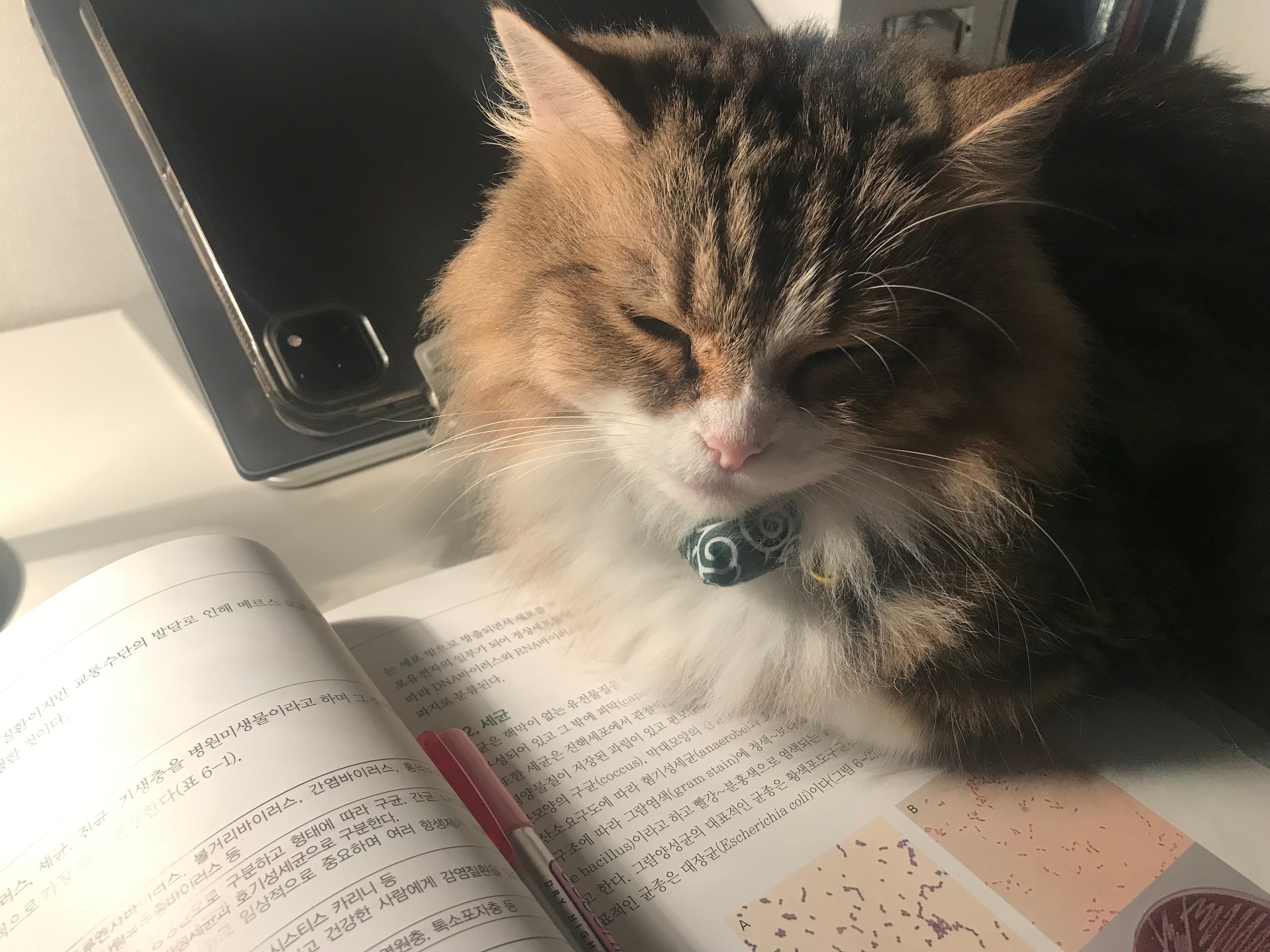 갑수목장한테 진료받은 썰